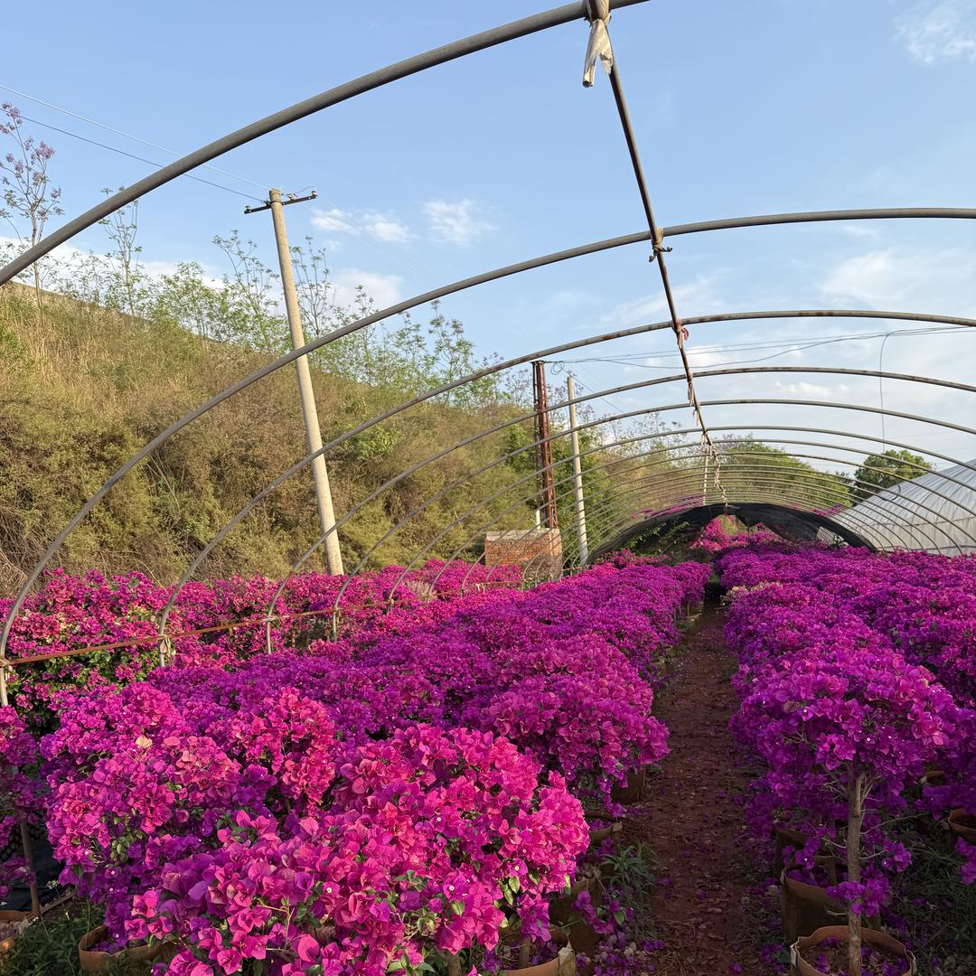 云南大佬李花卉