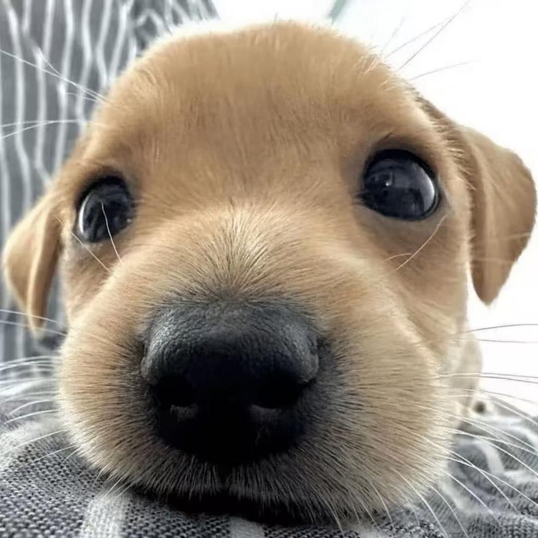 cookie
