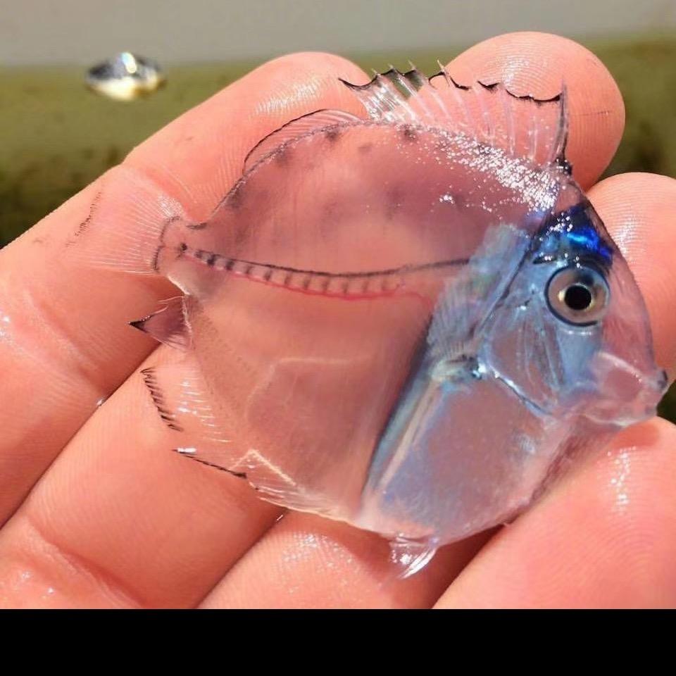 ℃执酒🍻渡凡尘