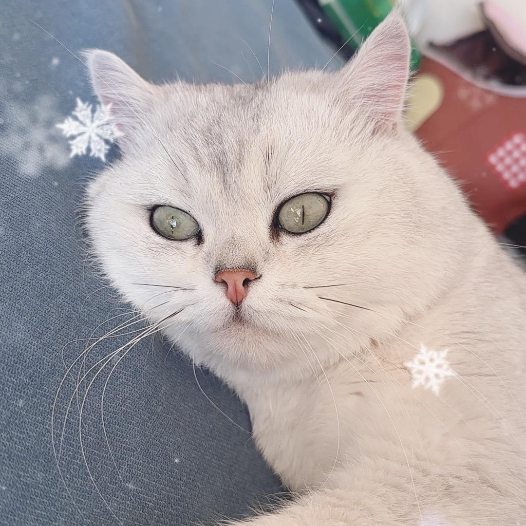 芒果是只猫🐱
