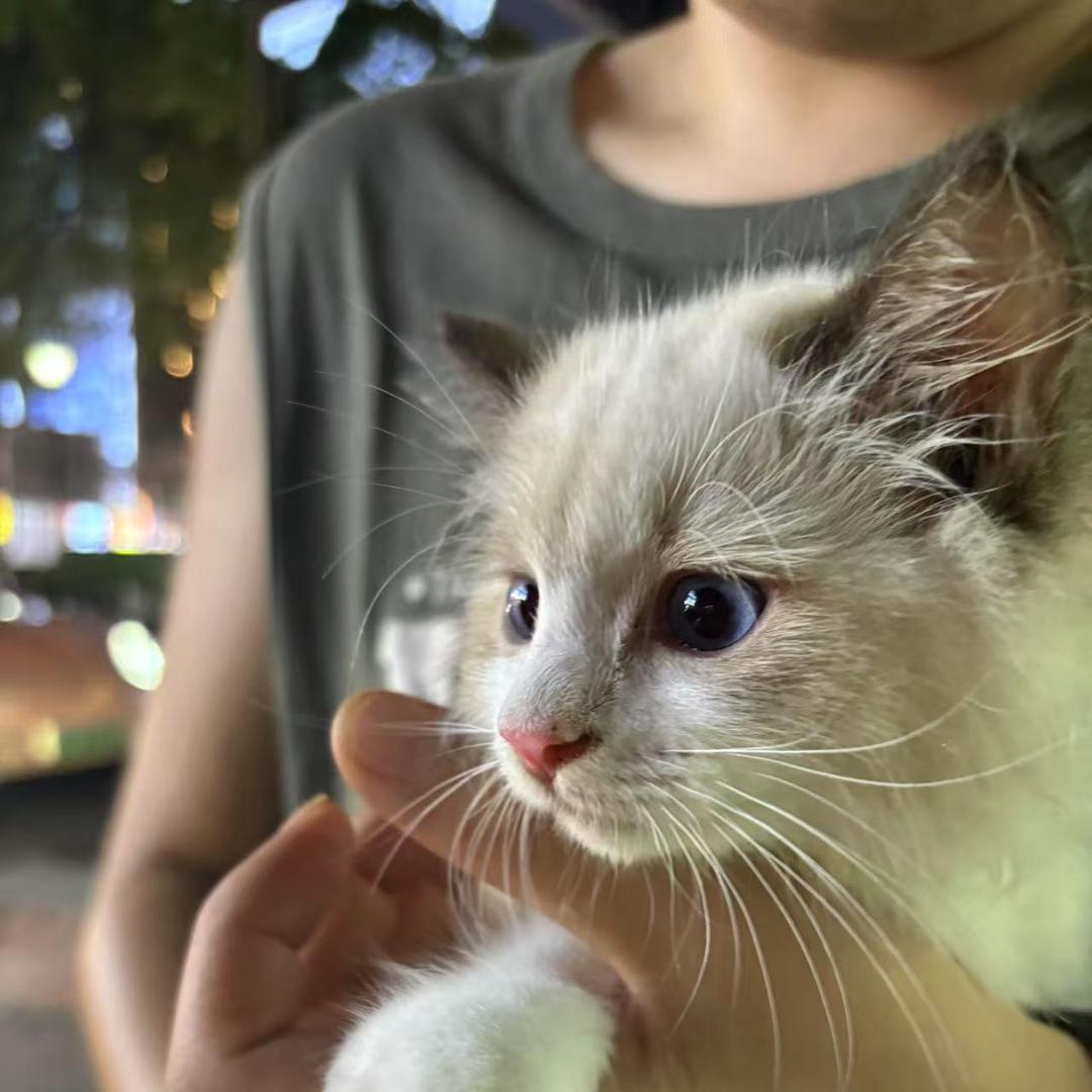 百万是只小傻猫