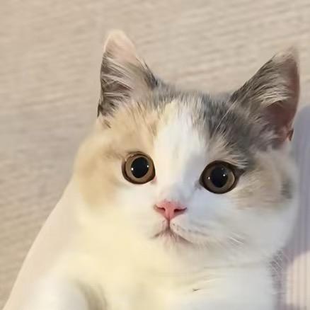 港漂虎纠人