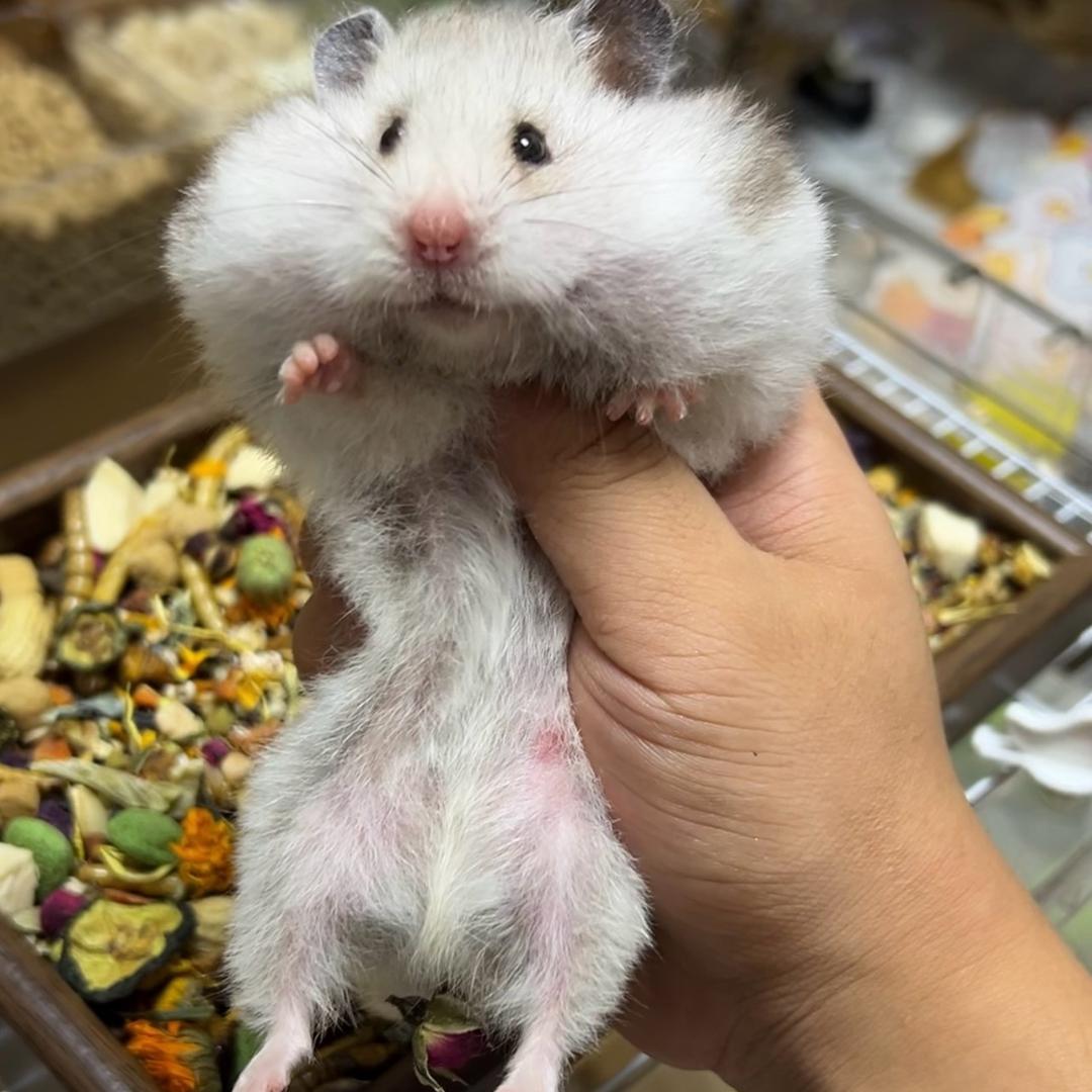 一只妙妙鼠🐹