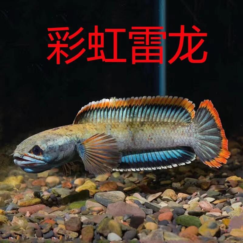弟兄水族