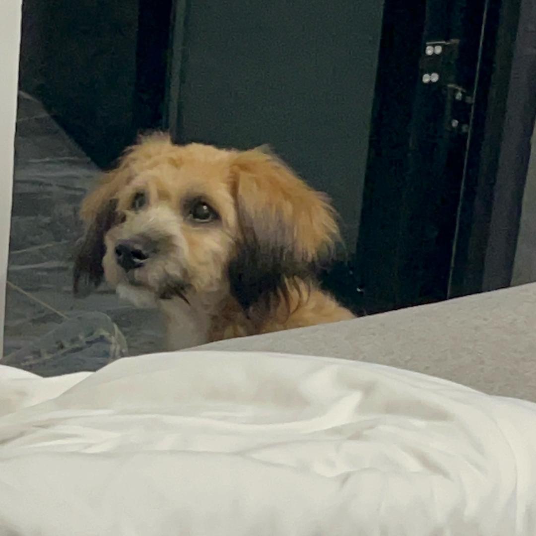 饼饼