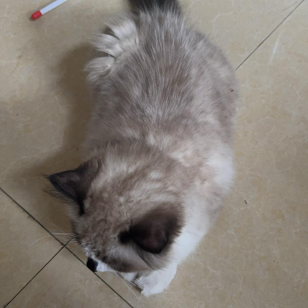 歪比巴拨