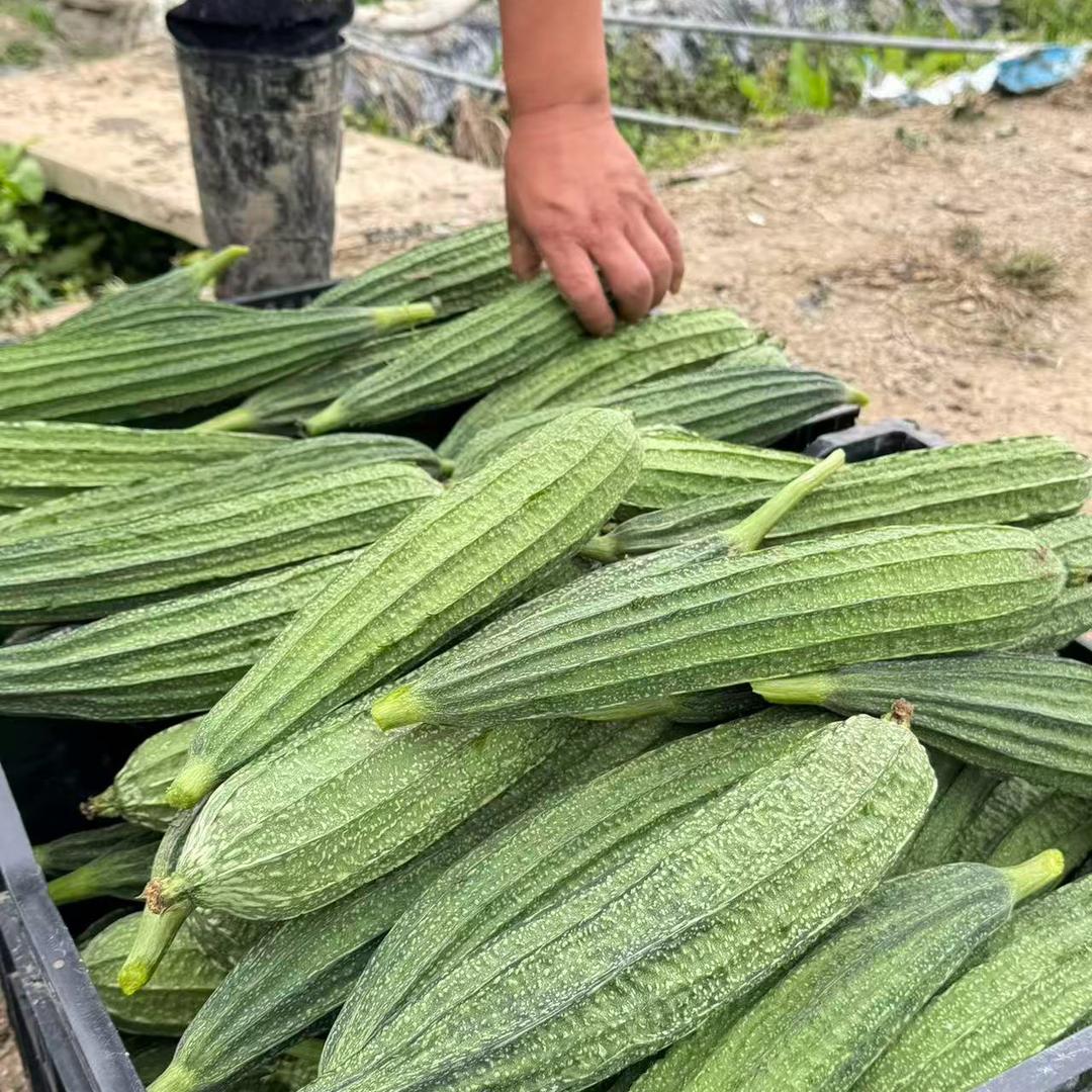 老刘的丝瓜日记°