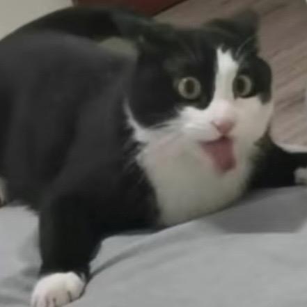 给我猫抢皇位