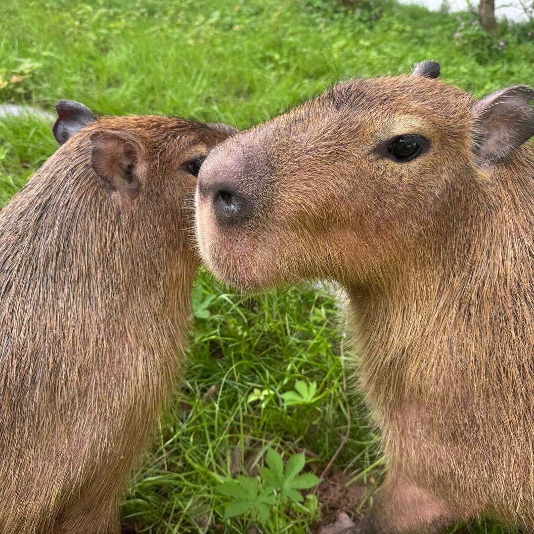 豚豚是萌萌和呆呆