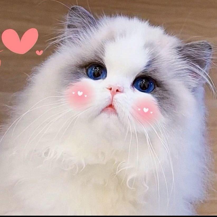 娃娃星球布偶猫