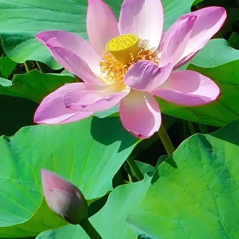 知念师兄