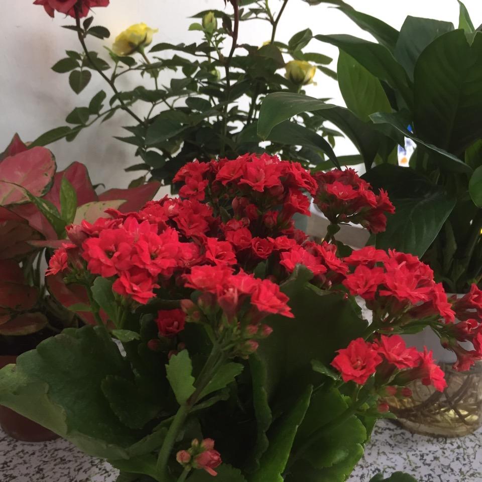 伊琪琪花卉
