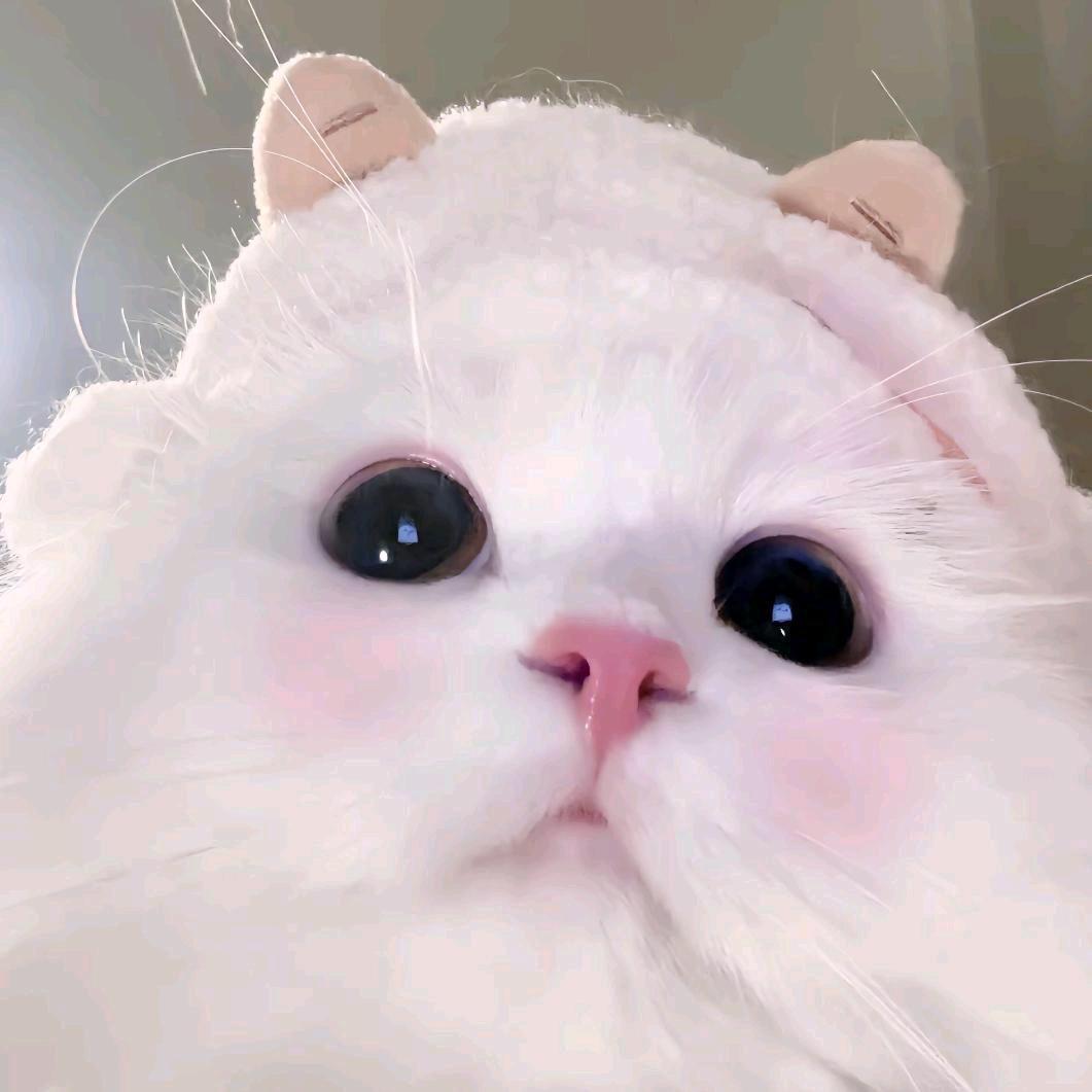 Yy·