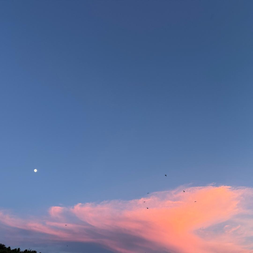 淘