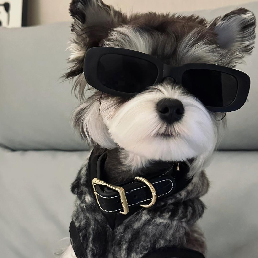 小白熊🐻‍❄️