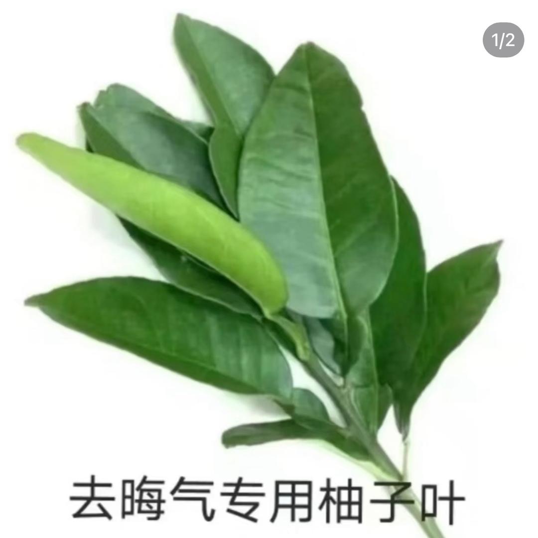 美羊羊桑