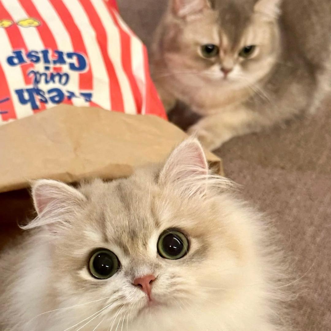 鳌拜大王是只猫