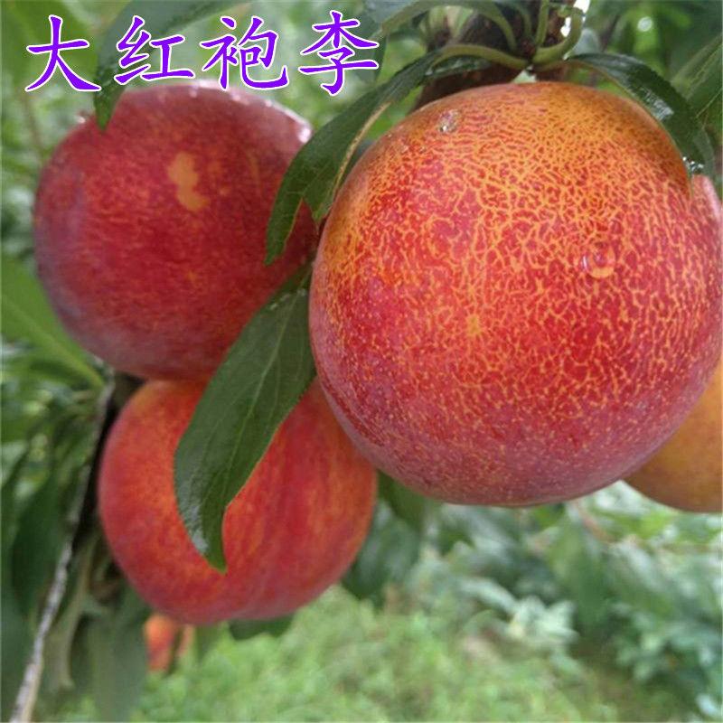 超宇果树苗木专营店