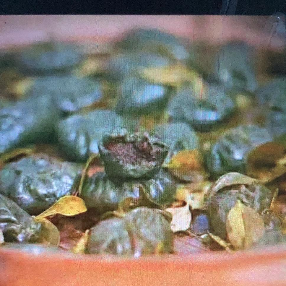 胡姐姐清明稞