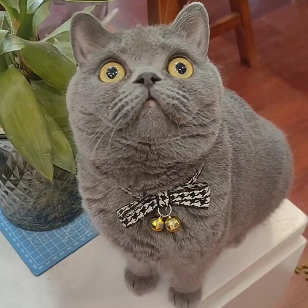 来财是夜猫子