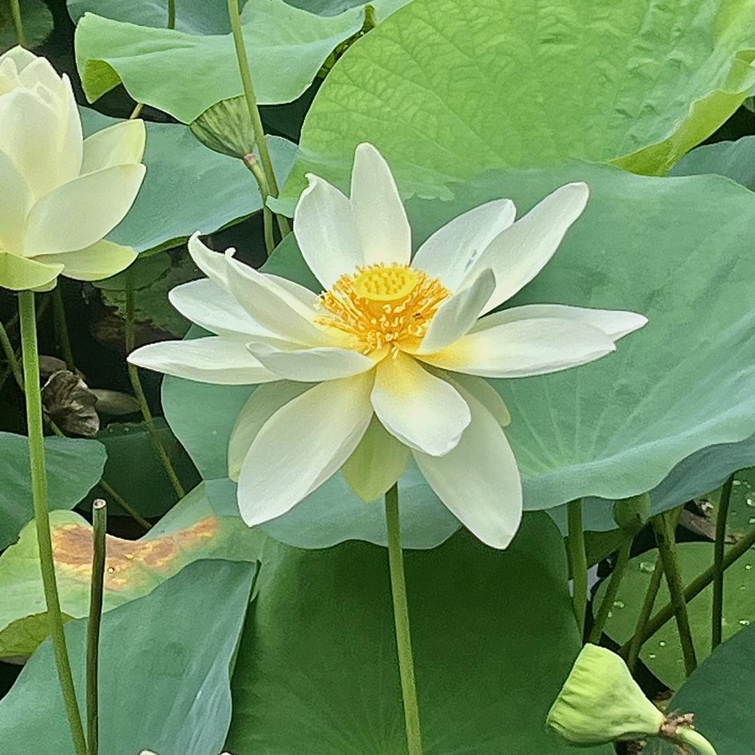 冰清玉洁