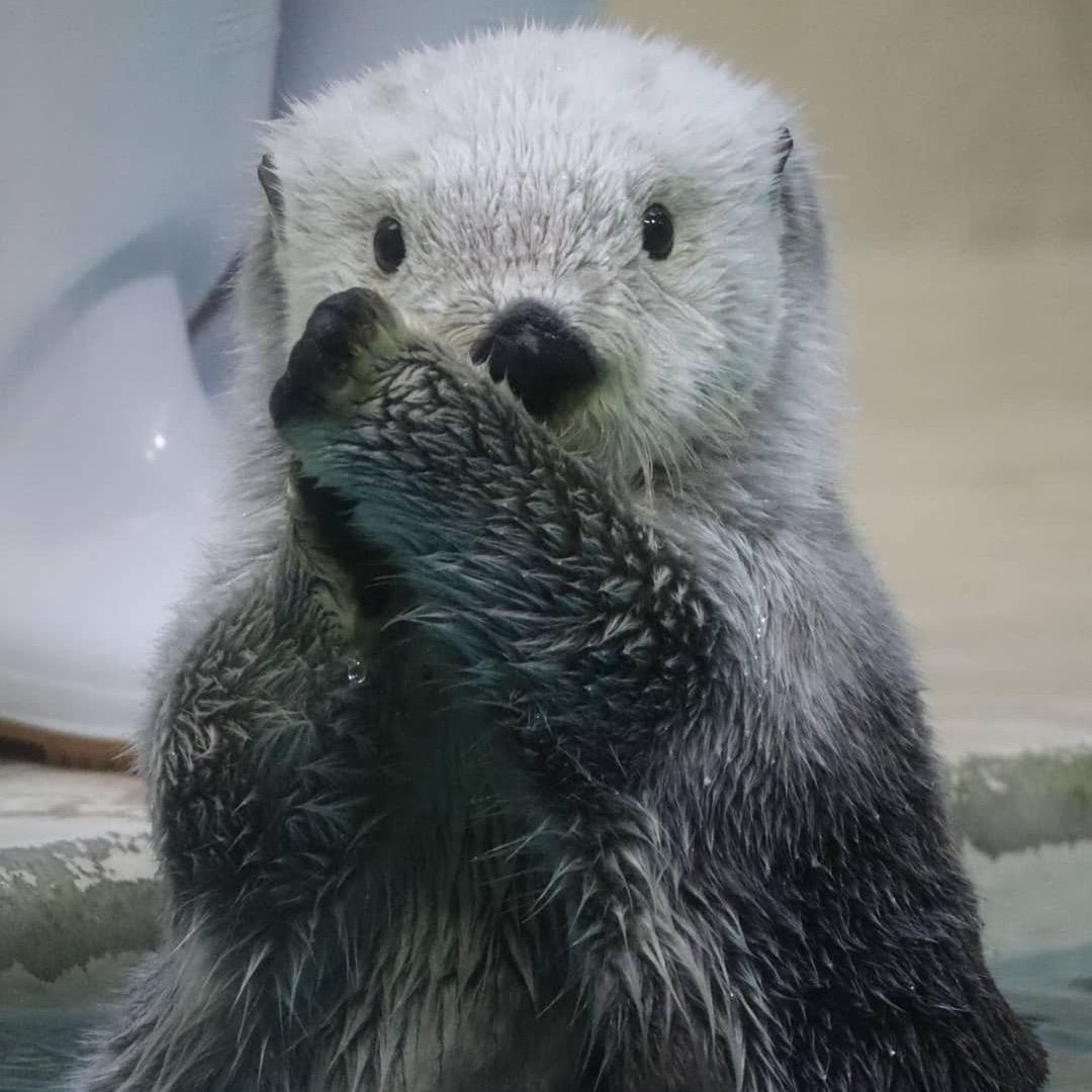 小狗钓大鱼