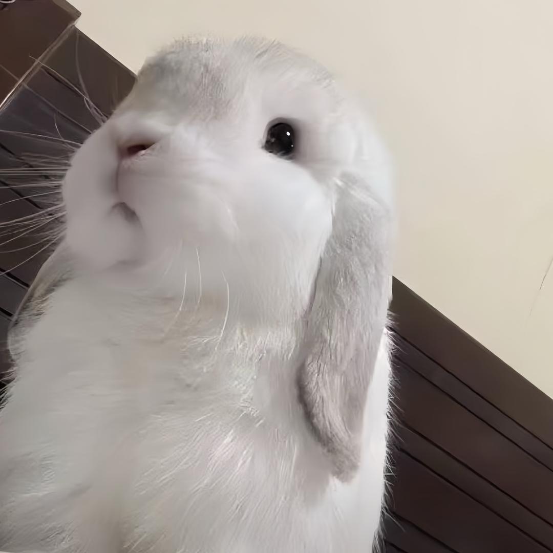 用户
