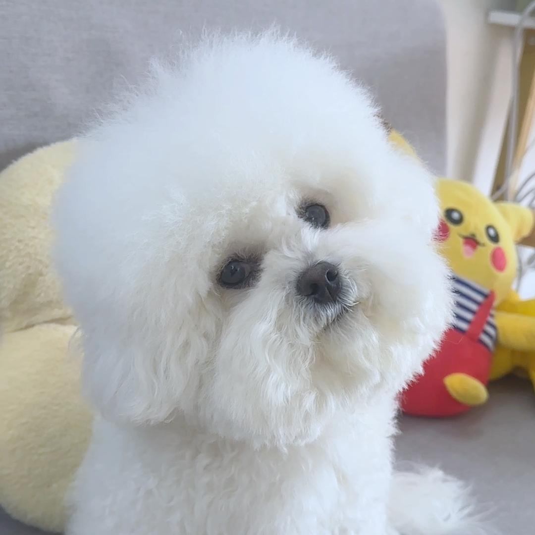 奶糕是只小比熊