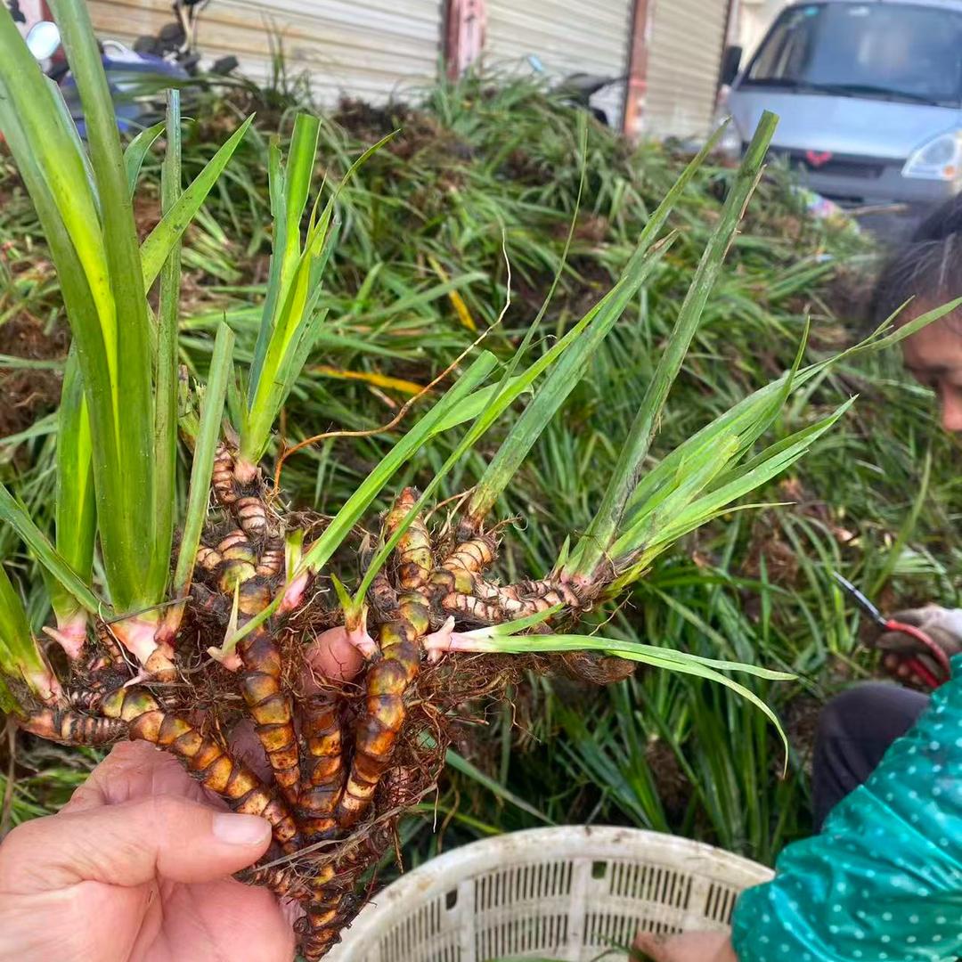 药材种植人：老郑