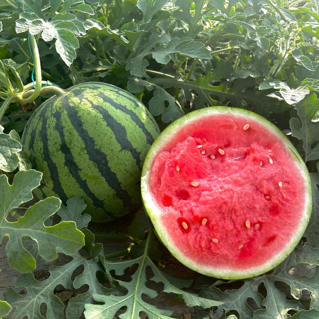 小陈🍉