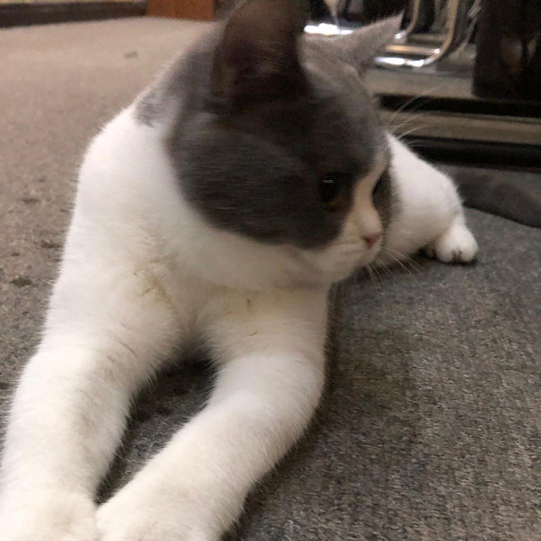 爱撸猫的小笨蛋