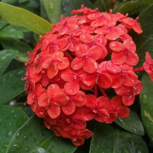 茂林森语