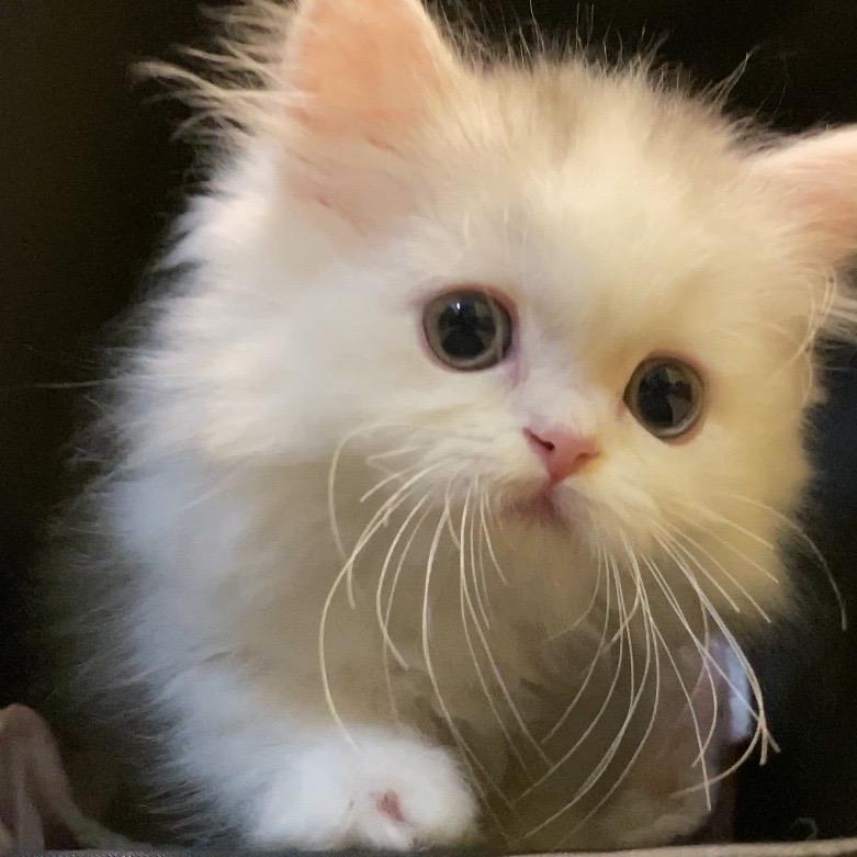 不秃头的小扶蝶@抖音