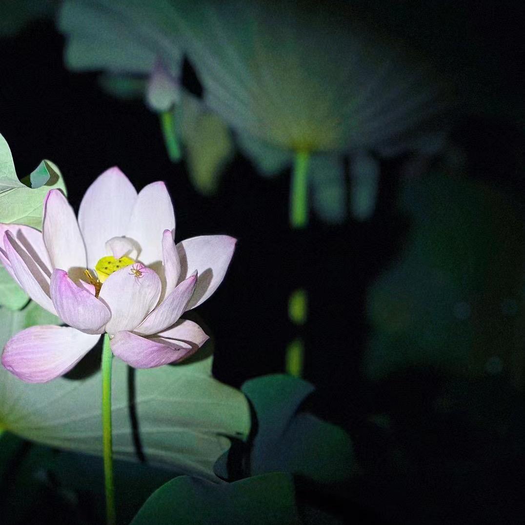 一只太阳花Tzr🌻