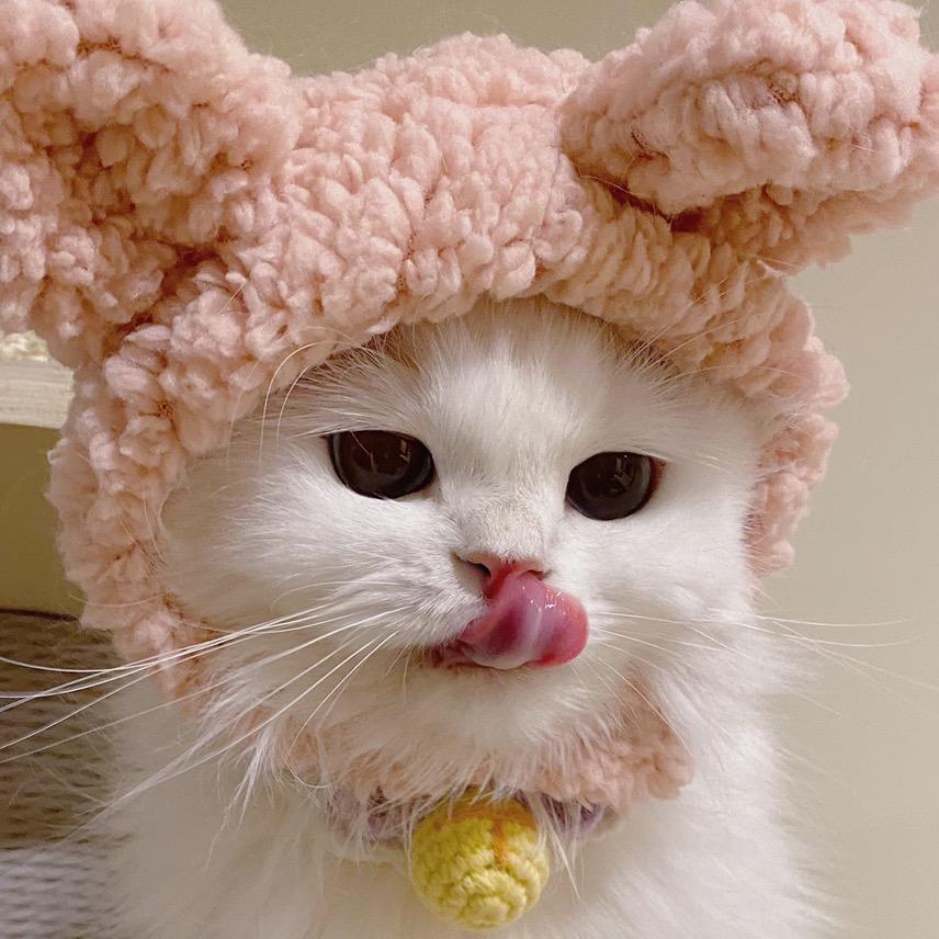 Cilly有猫饼
