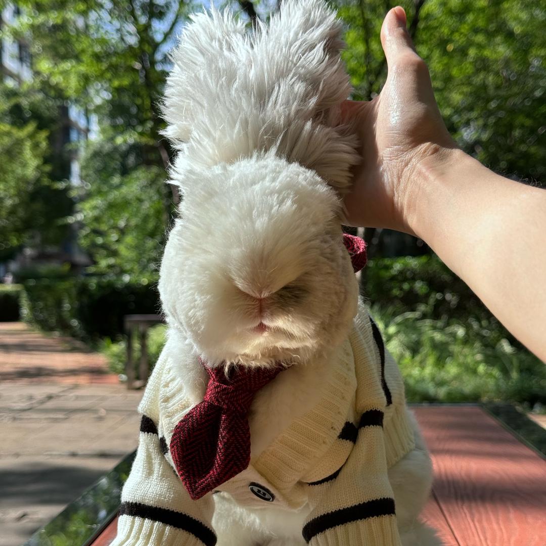 仟米安哥拉兔🐰🐰