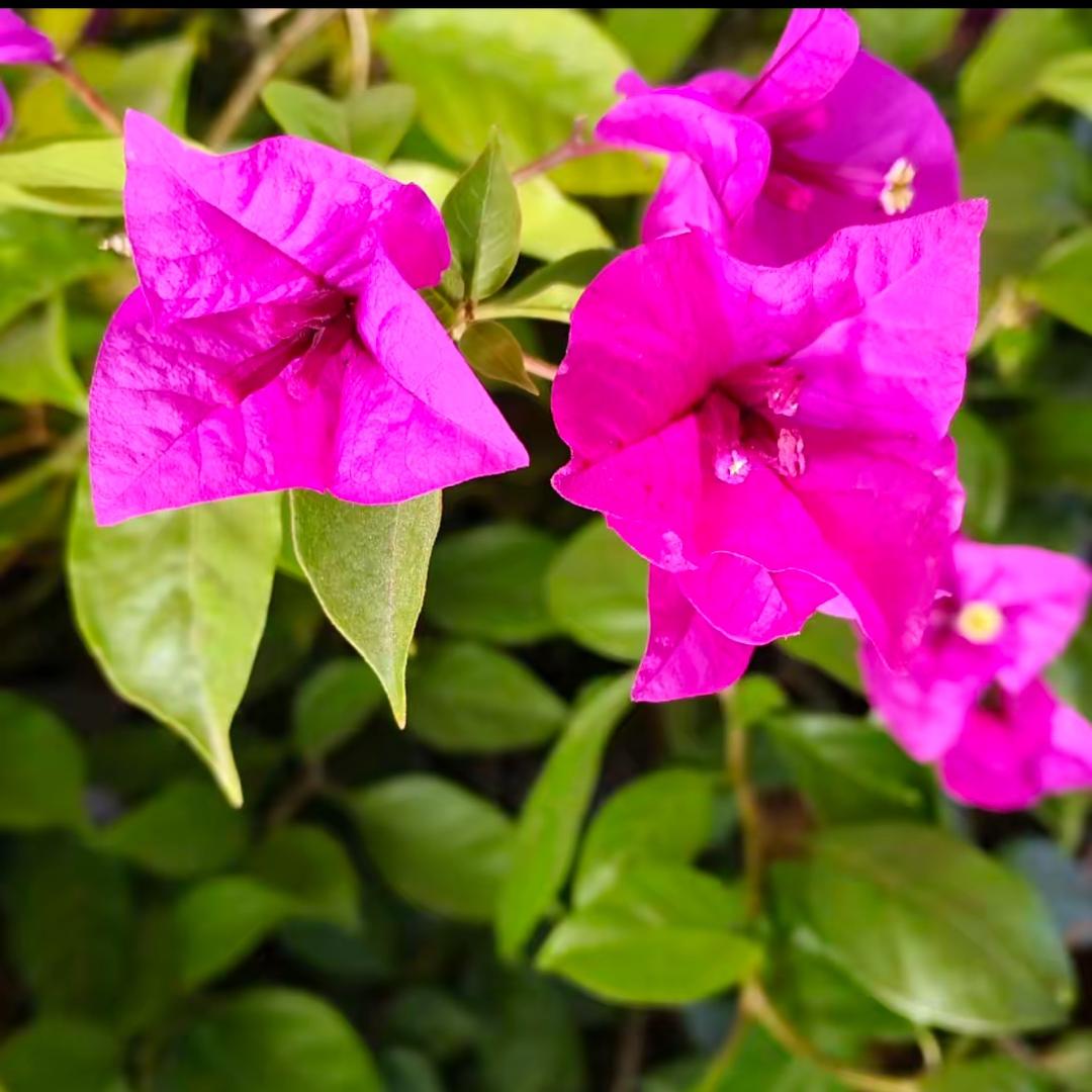 芒果的幸福生活