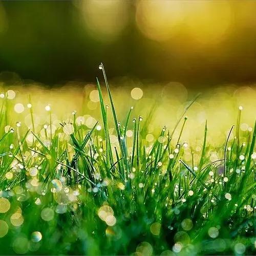 草莓味的小仙女