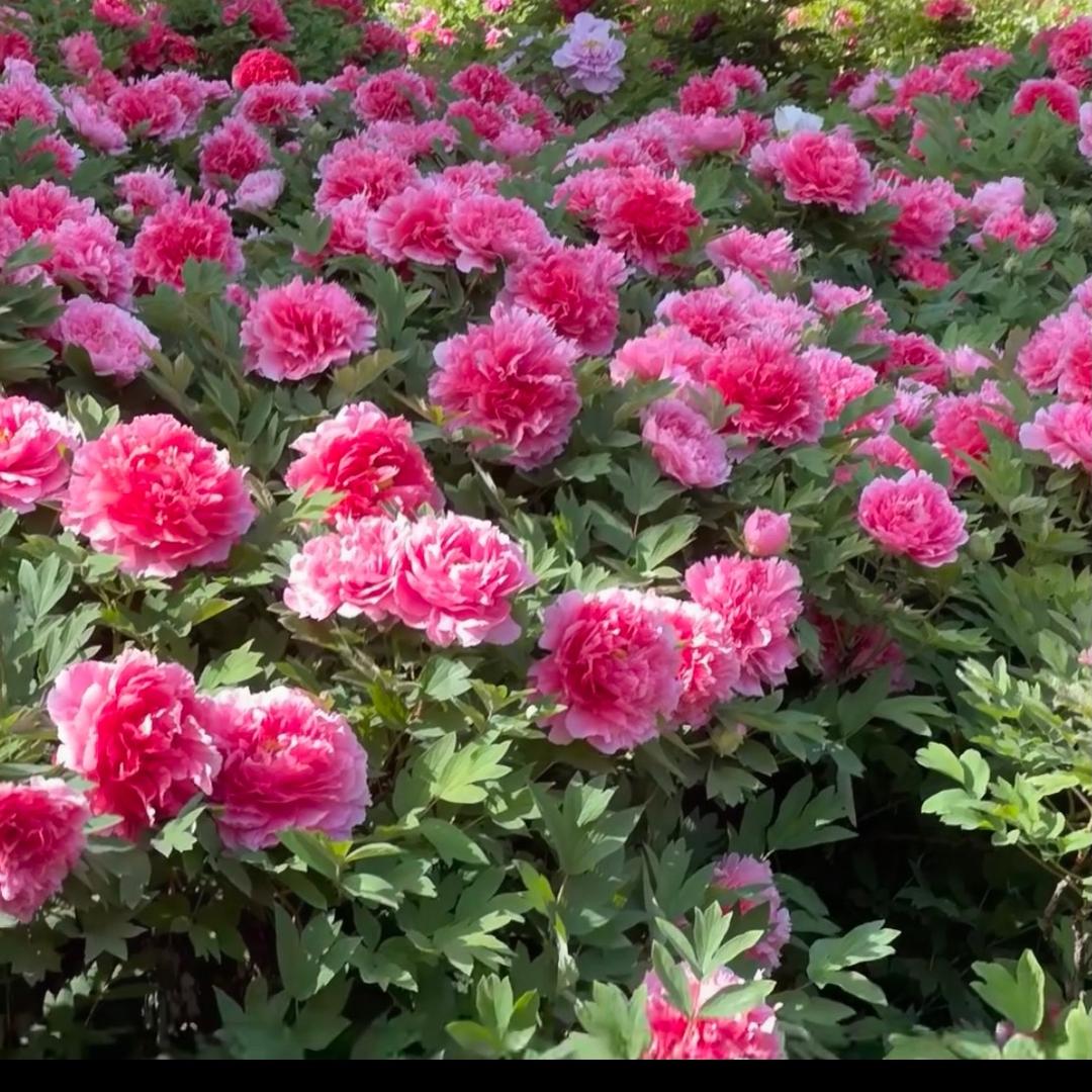 孝锦花卉花木经营部