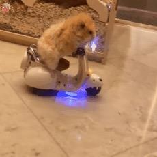 上海滩一爸