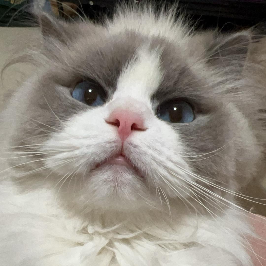 酒酿小猫干