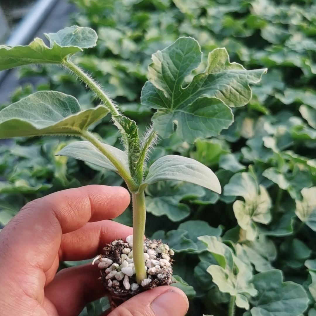 寿光蔬菜种苗～迈途农业老徐