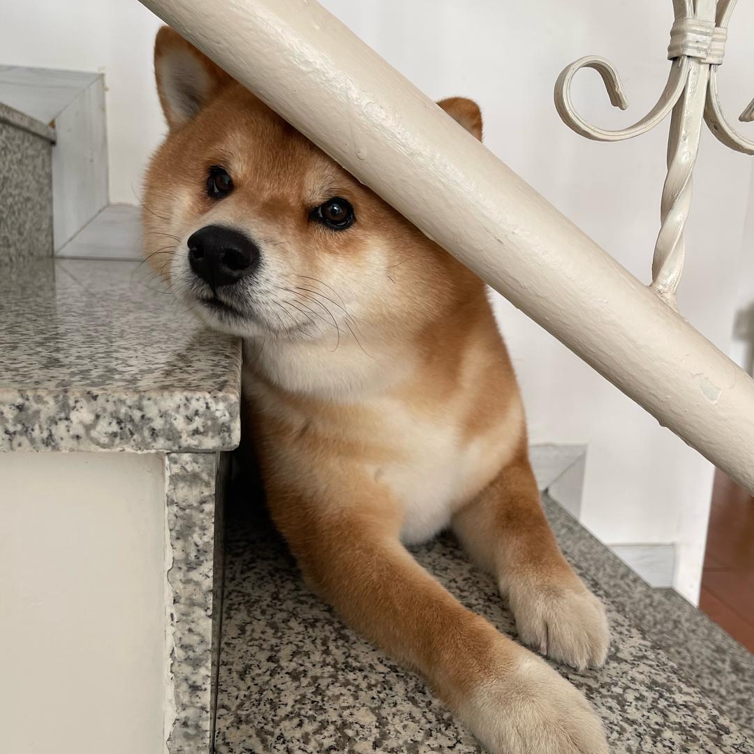 姜戈