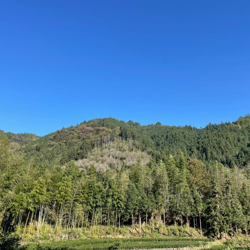 农村小郑(茗芯)