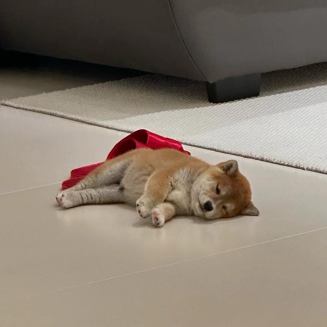 豚豚是老大