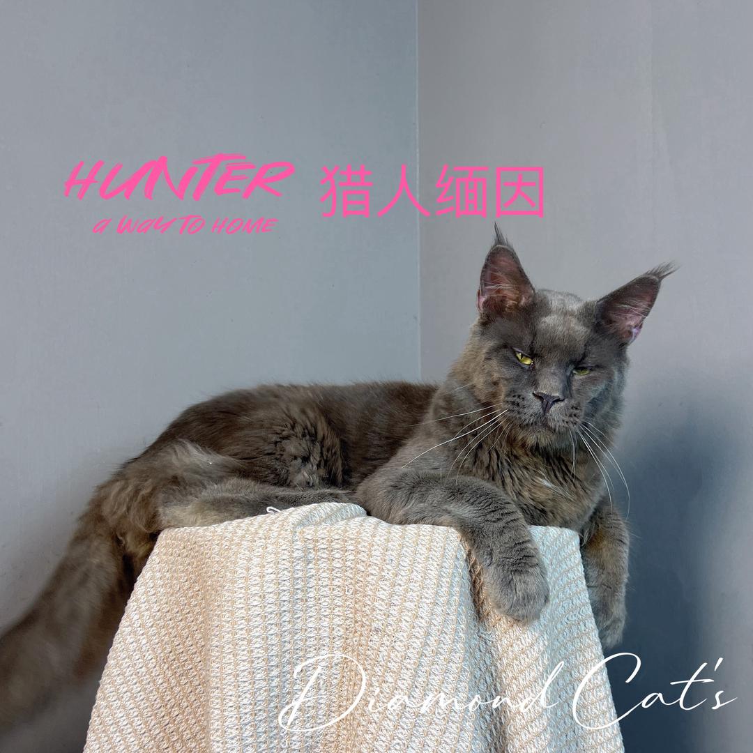 Hunter（猎人）缅因