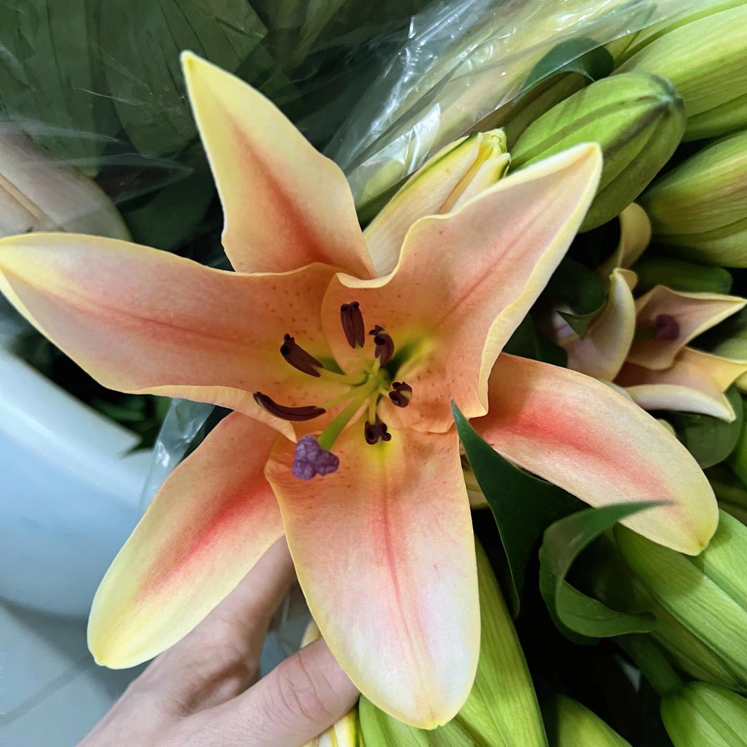 昆明拾光花卉
