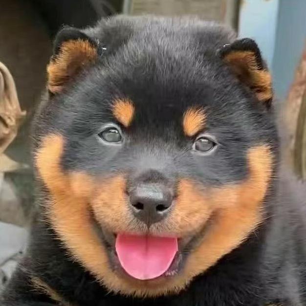 精品:鹅:狗:养殖