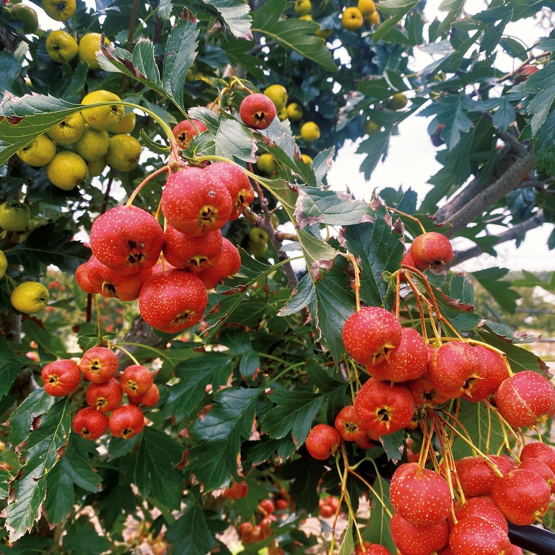 沂蒙山小微农贸基地
