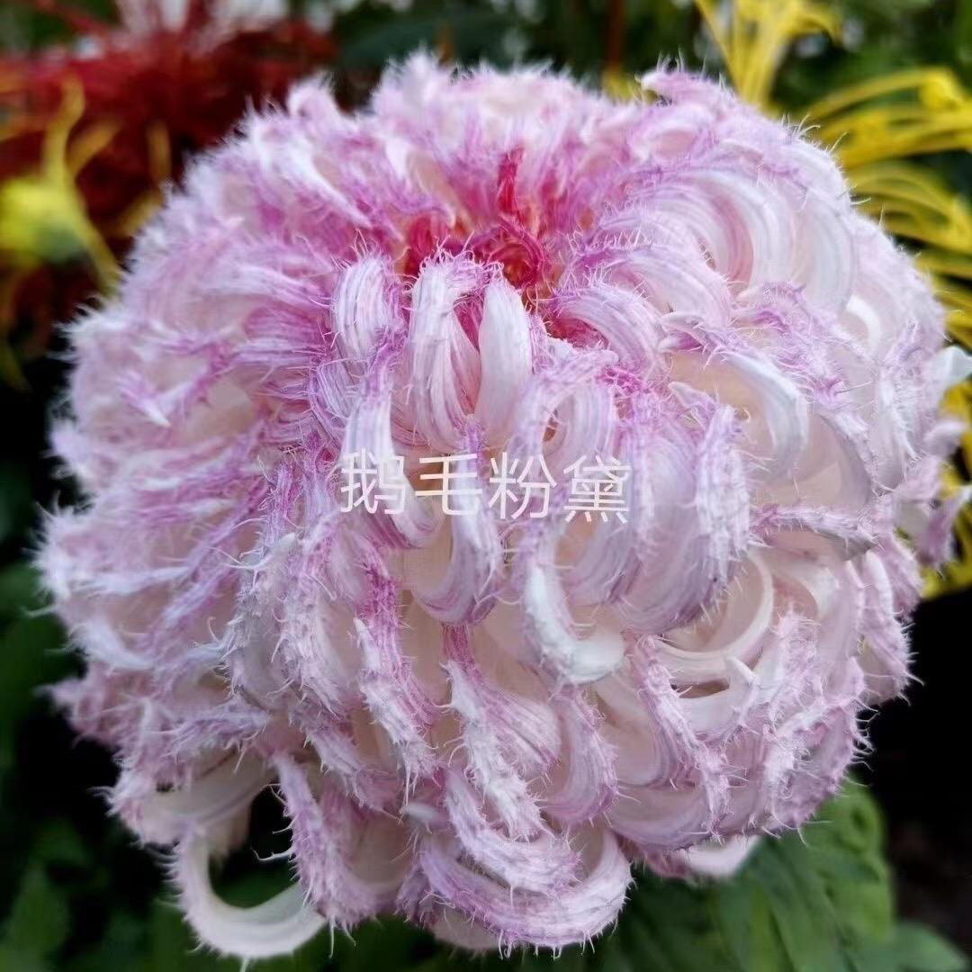 沭阳苏之帝园林绿化有限公司.